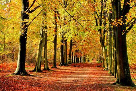[Thumbnail for leaves-on-trail.jpg]