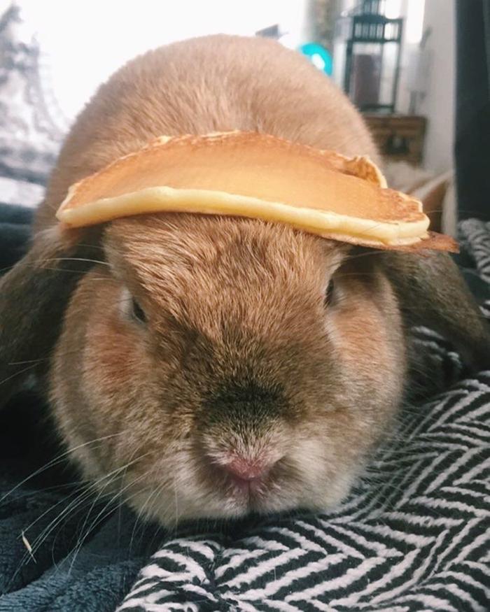 [Thumbnail for pancake-rabbit.jpg]