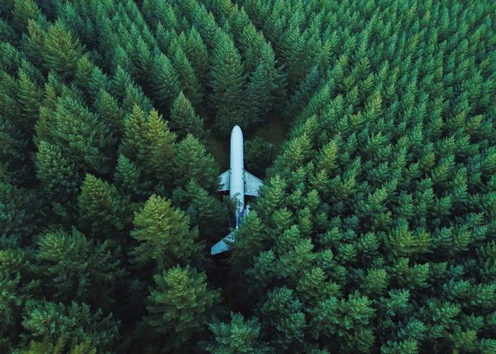 plane in forest