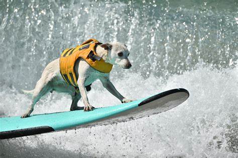 [Thumbnail for surfdoggie.jpg]