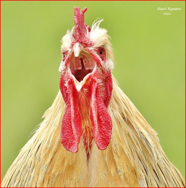 [Thumbnail for Big-Mouth.JPG]