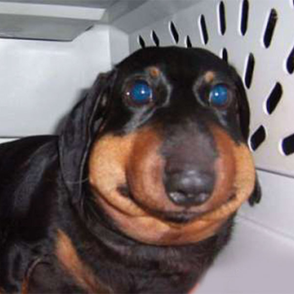 [Thumbnail for dog-lip-bee-sting.jpg]