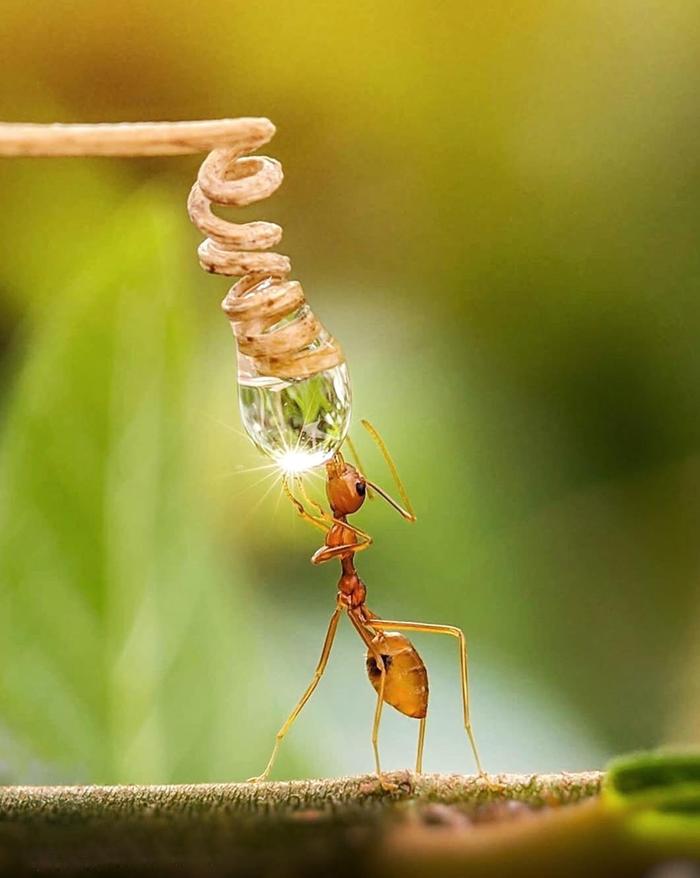 [Thumbnail for thirsty-ant.jpg]