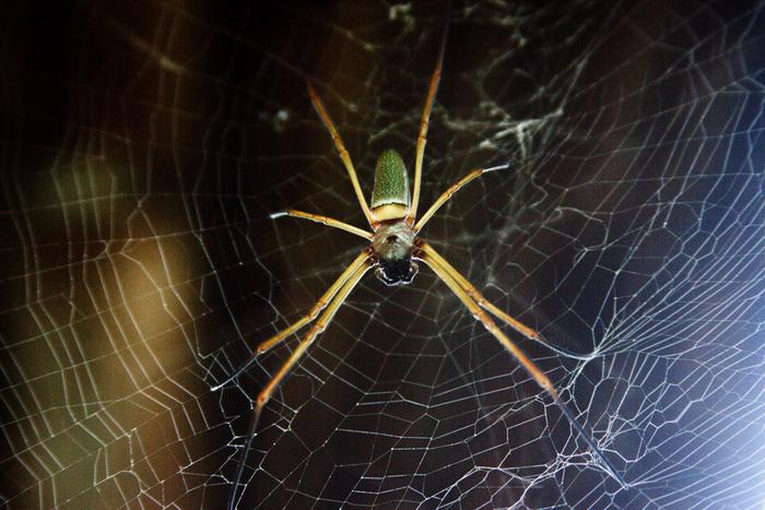 Spider