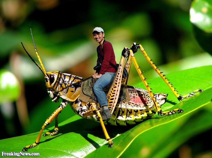 [Thumbnail for GIDDYUP.jpg]