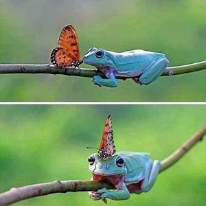 [Thumbnail for frog.jpg]