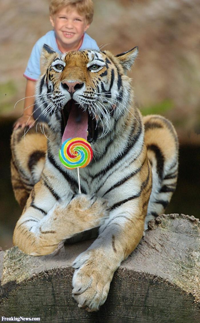 [Thumbnail for tiger.jpg]