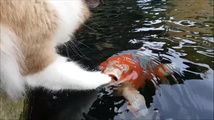 [Thumbnail for Koi-and-cat.jpg]