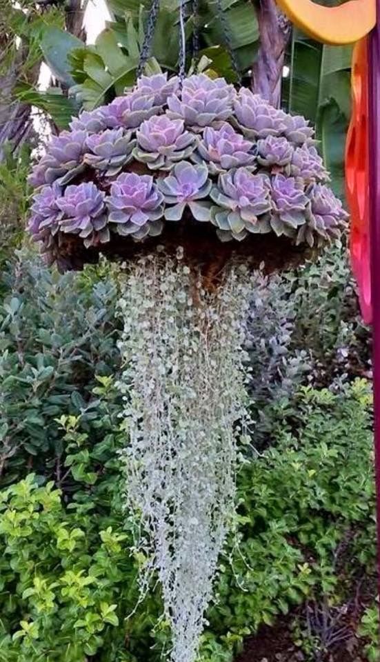 [Thumbnail for succulent-jellyfish.jpg]