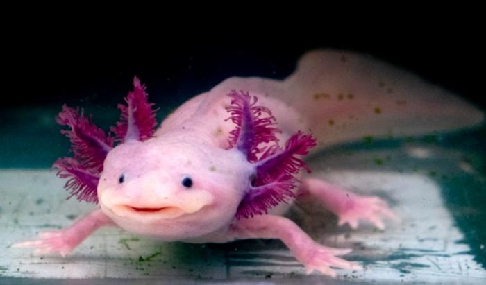 [Thumbnail for Ambystoma-mexicanum.jpg]