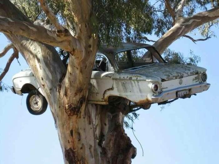 [Thumbnail for falcon-in-a-tree.jpg]