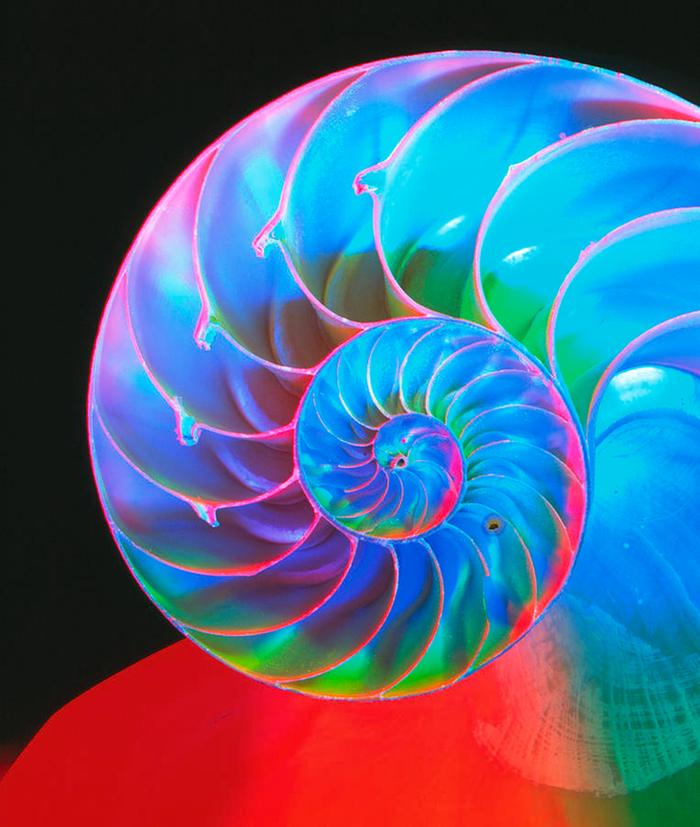 [Thumbnail for 1-section-through-a-nautilus-shell-martin-bondscience-photo-library.jpg]