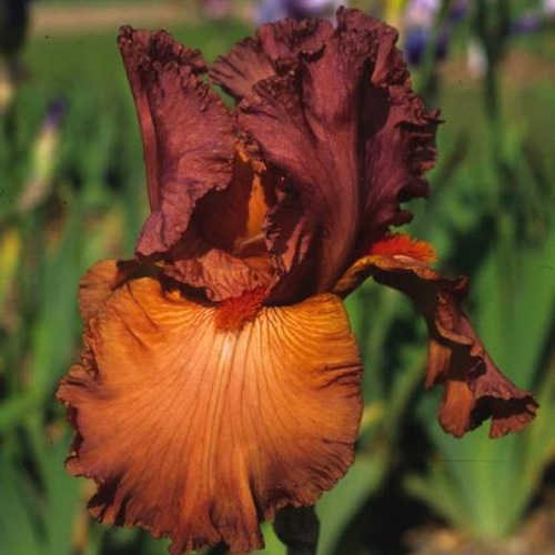 [Thumbnail for copper.iris.jpg]