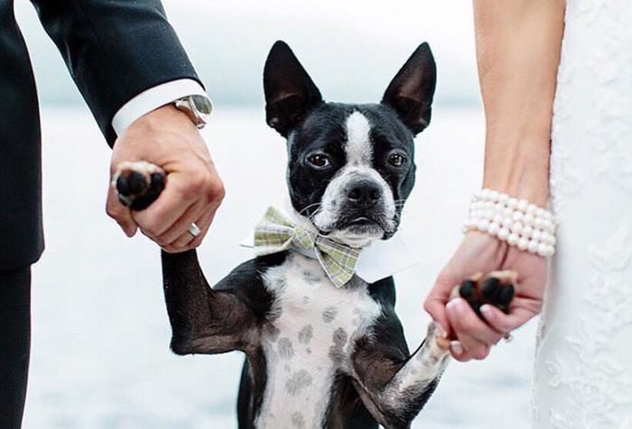 [Thumbnail for wedding-dog-best-friend.jpg]