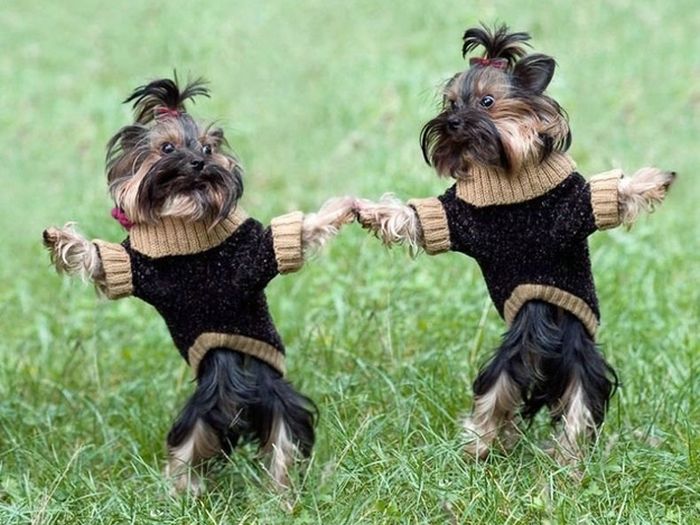 [Thumbnail for dogs-holding-hands.jpg]