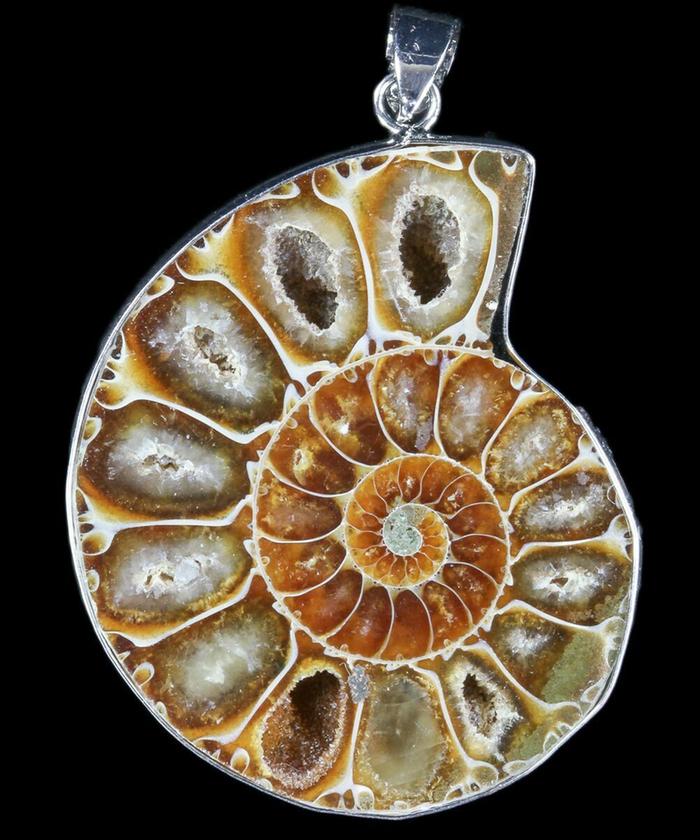 [Thumbnail for ammonite.jpg]