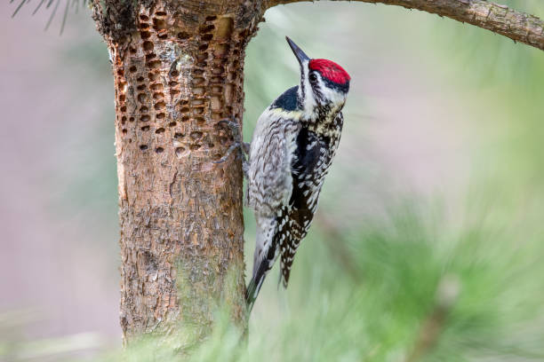 [Thumbnail for Woodpecker-inspecting-holes.jpg]