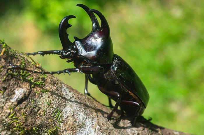 [Thumbnail for rhinoceros-beetle-louise-murrayscience-photo-library.jpg]