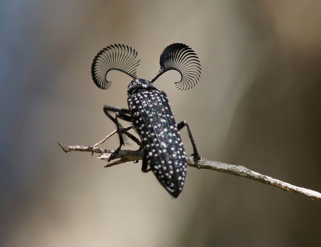 [Thumbnail for Feathered-horned-beetle.jpg]