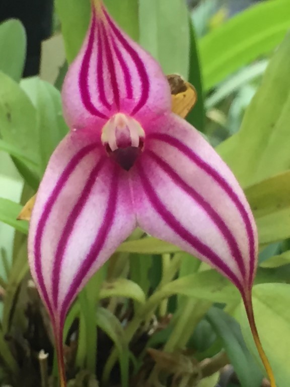 [Thumbnail for Masdevallia-Rein-Stripes-Vivid-Orchid.jpg]