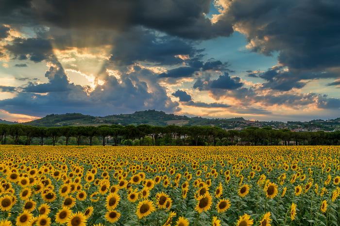 [Thumbnail for Sunflower-field-at-sunset.jpg]