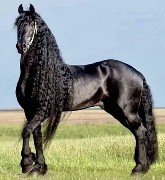 [Thumbnail for Gorgeous-Fresian-Horse.jpg]