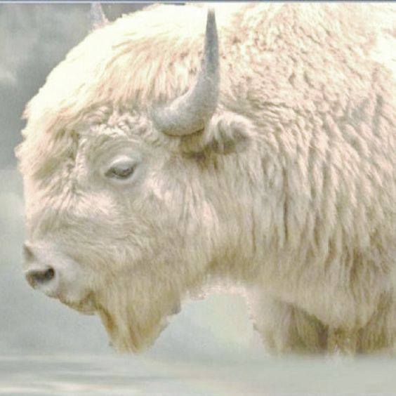 [Thumbnail for White-Buffalo_Head.jpg]