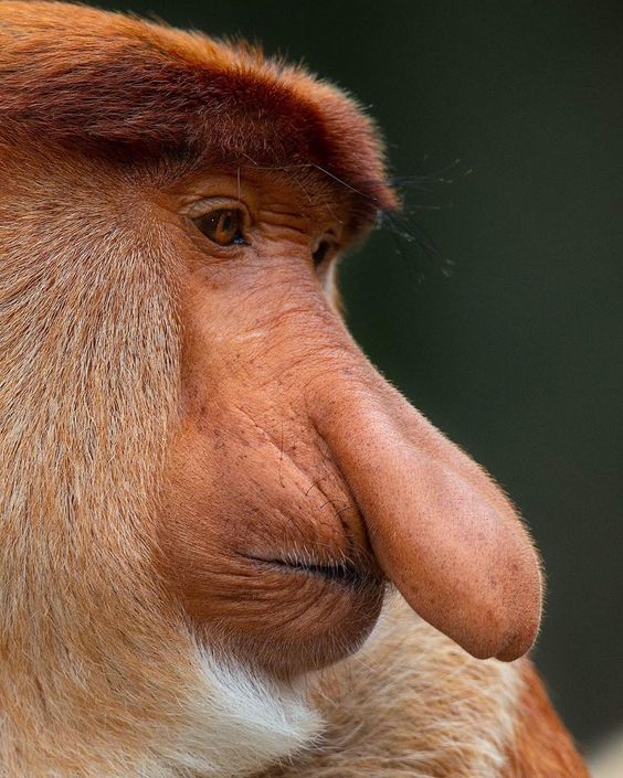 [Thumbnail for Proboscis-monkey.jpg]