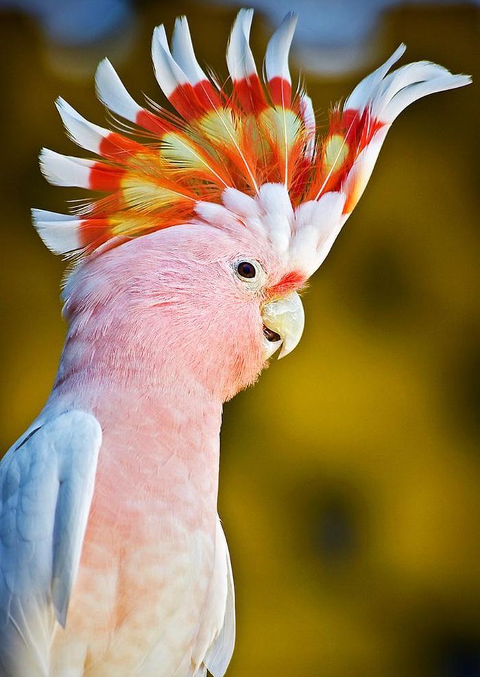 [Thumbnail for pink-cockatoo.jpg]