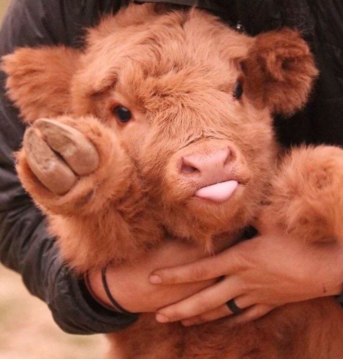 Baby Highlan' Coo