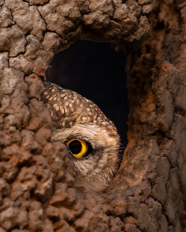 [Thumbnail for spotted-owl-peeking-from-tree-hollow.jpeg]