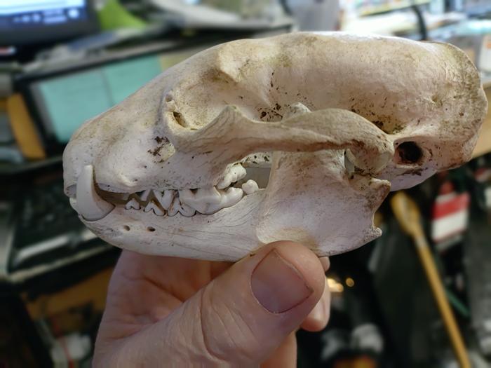 [Thumbnail for badger-skull.jpg]