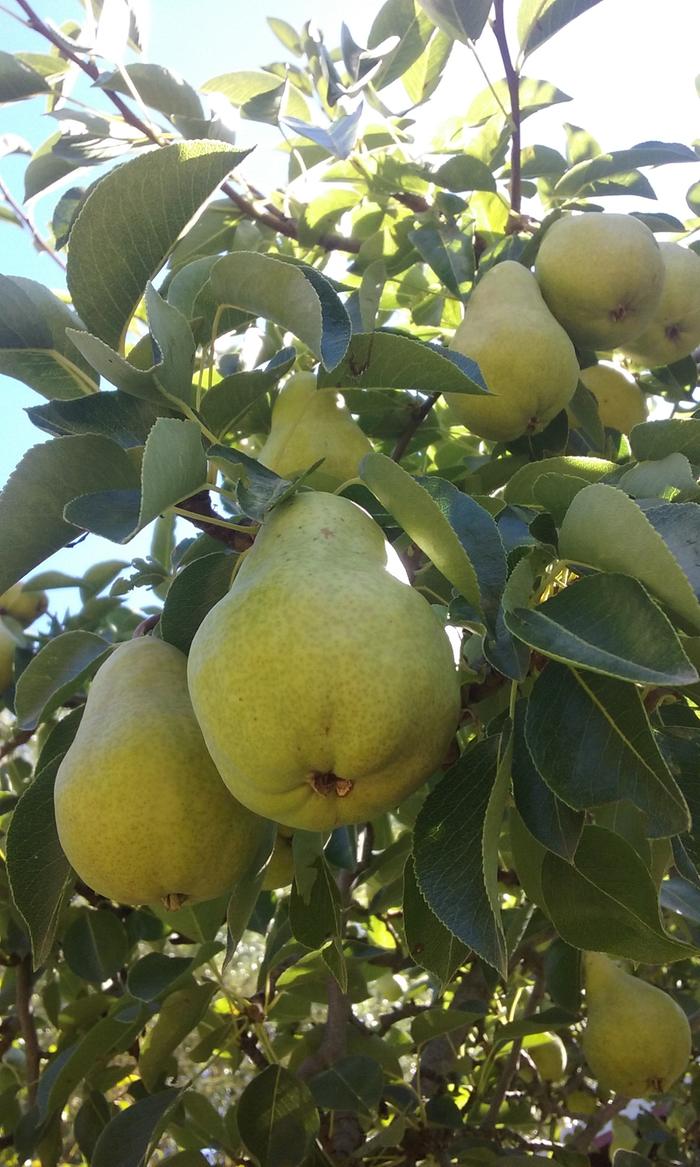 Heirloom Pears