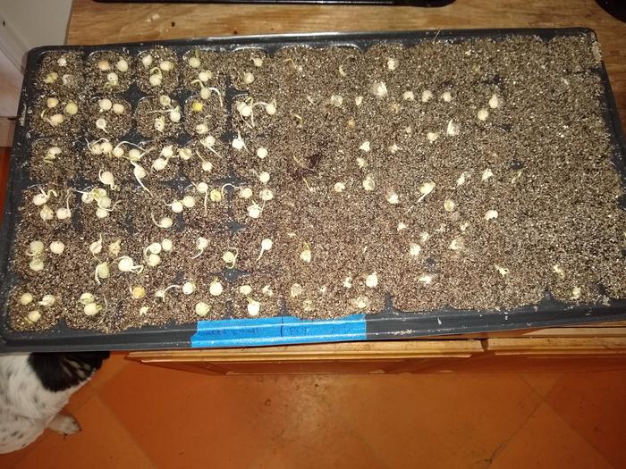 Day 4, today. Keep in mind, I covered the not soaked with a thin layer of potting mix.