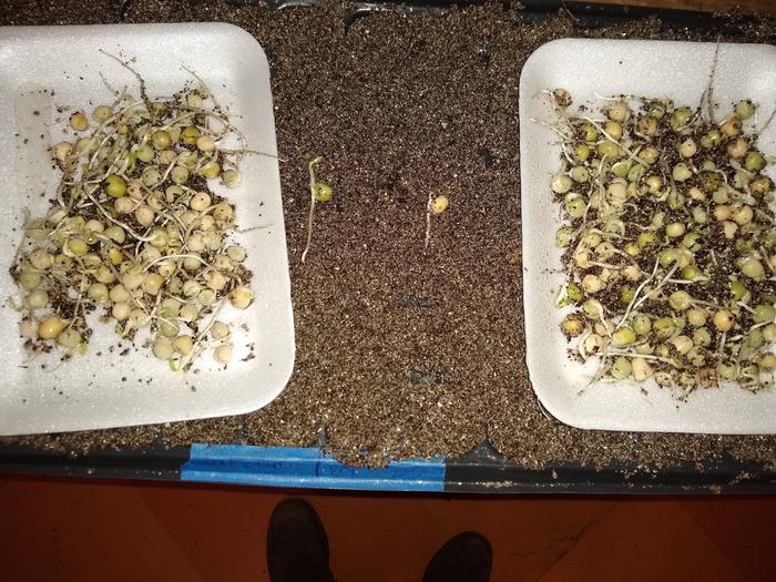 An average growth comparison between the two, with a lot of variations on both sides.