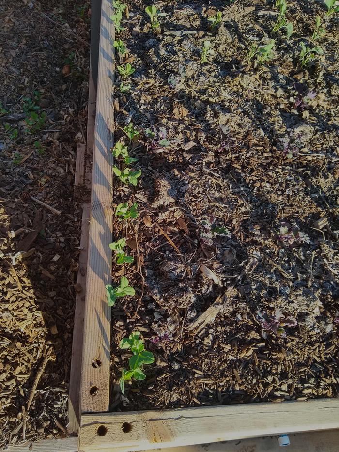 Carefully planted peas in organic rich compost.
