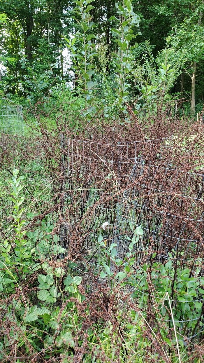 Apple tree with young blueberries in front