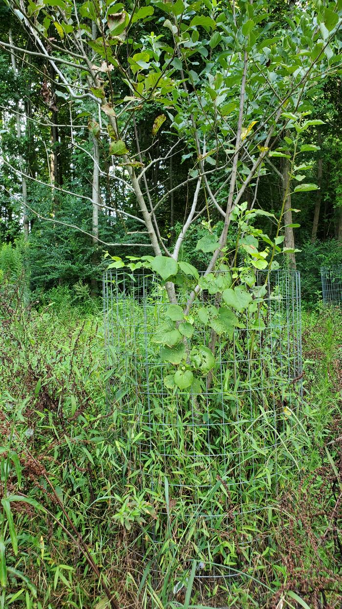 Apple tree with grape vine growing up it