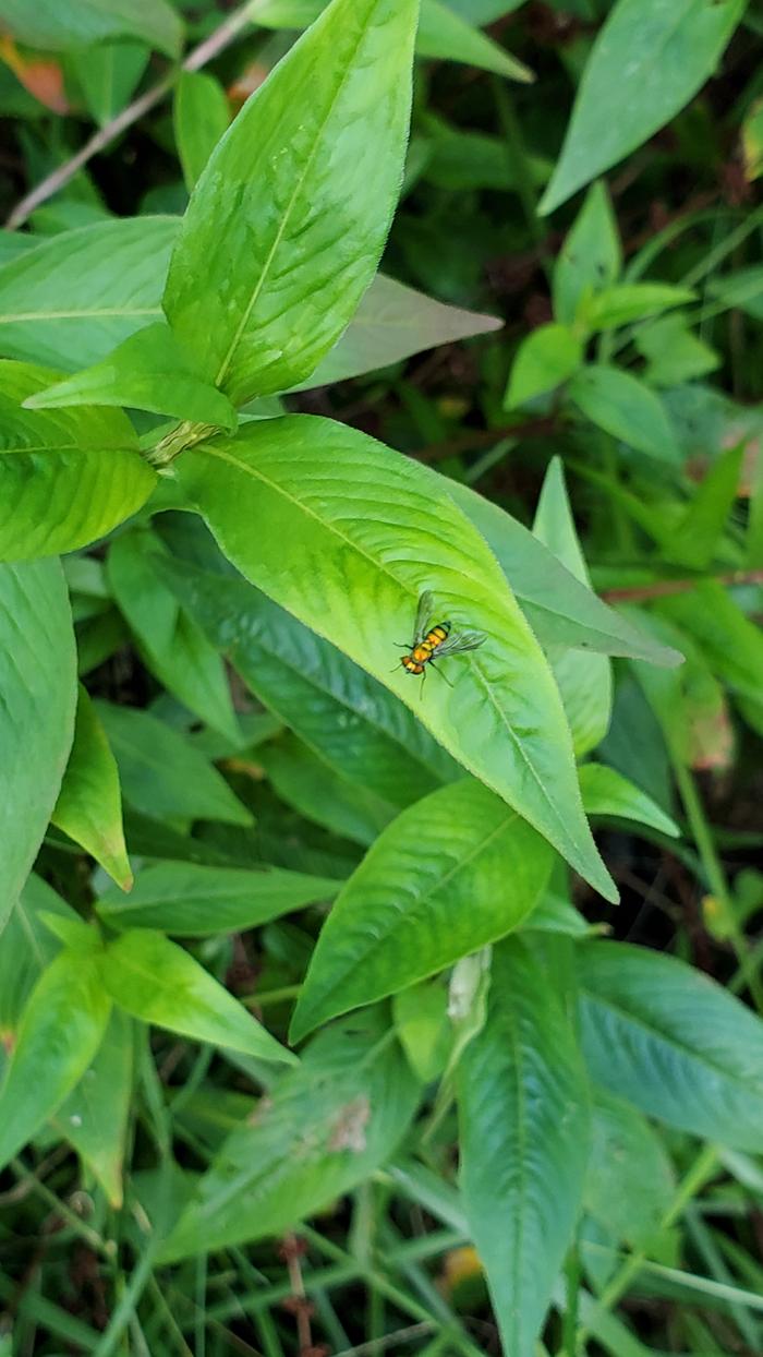 Yellow long legged fly