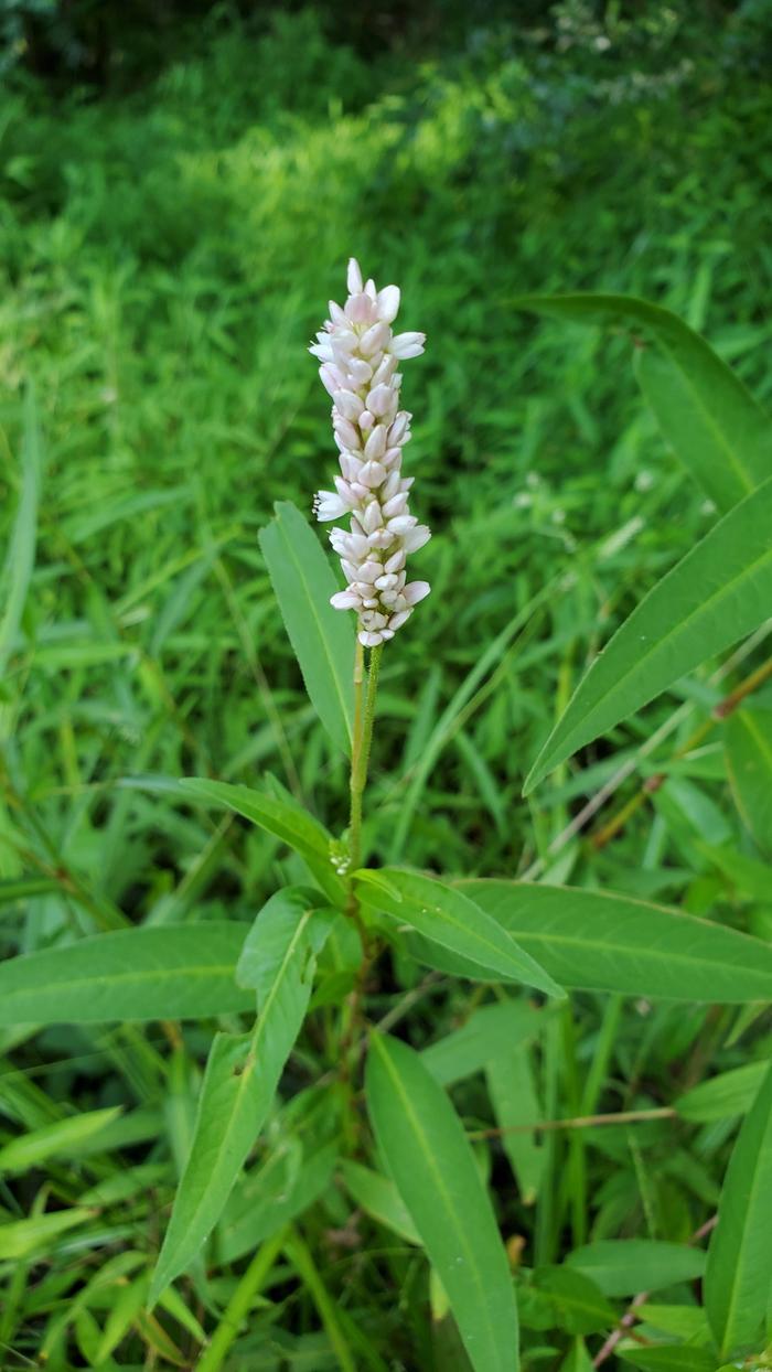 Most likely Persicaria pensylvanica