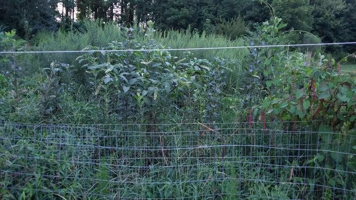 6 month old grafted apple trees