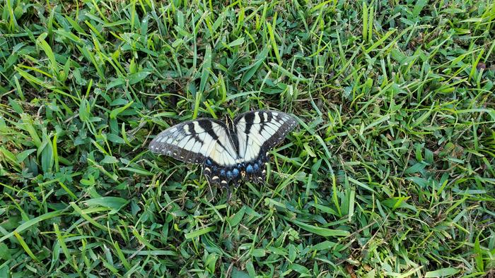 Papilio glaucus, the eastern tiger swallowtail