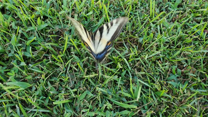 Papilio glaucus, the eastern tiger swallowtail taking flight