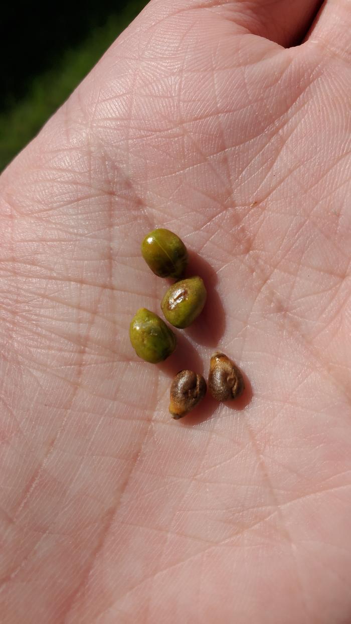 Muscadine seeds!