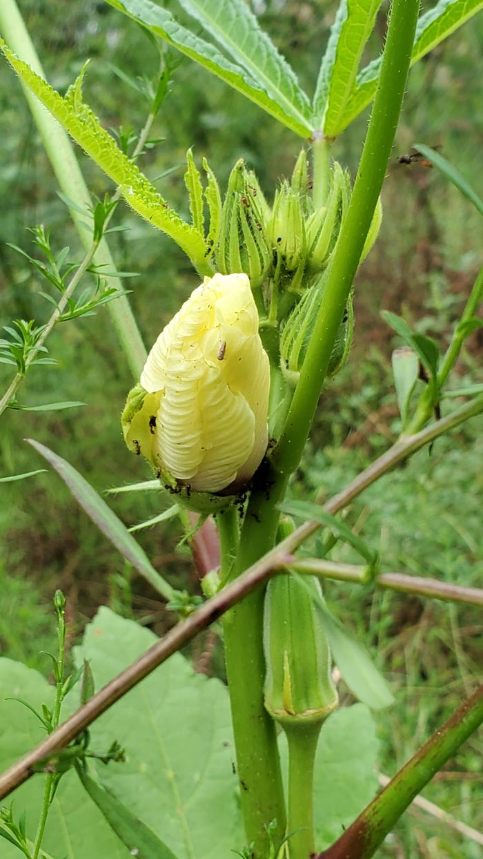 Yellow okra flower