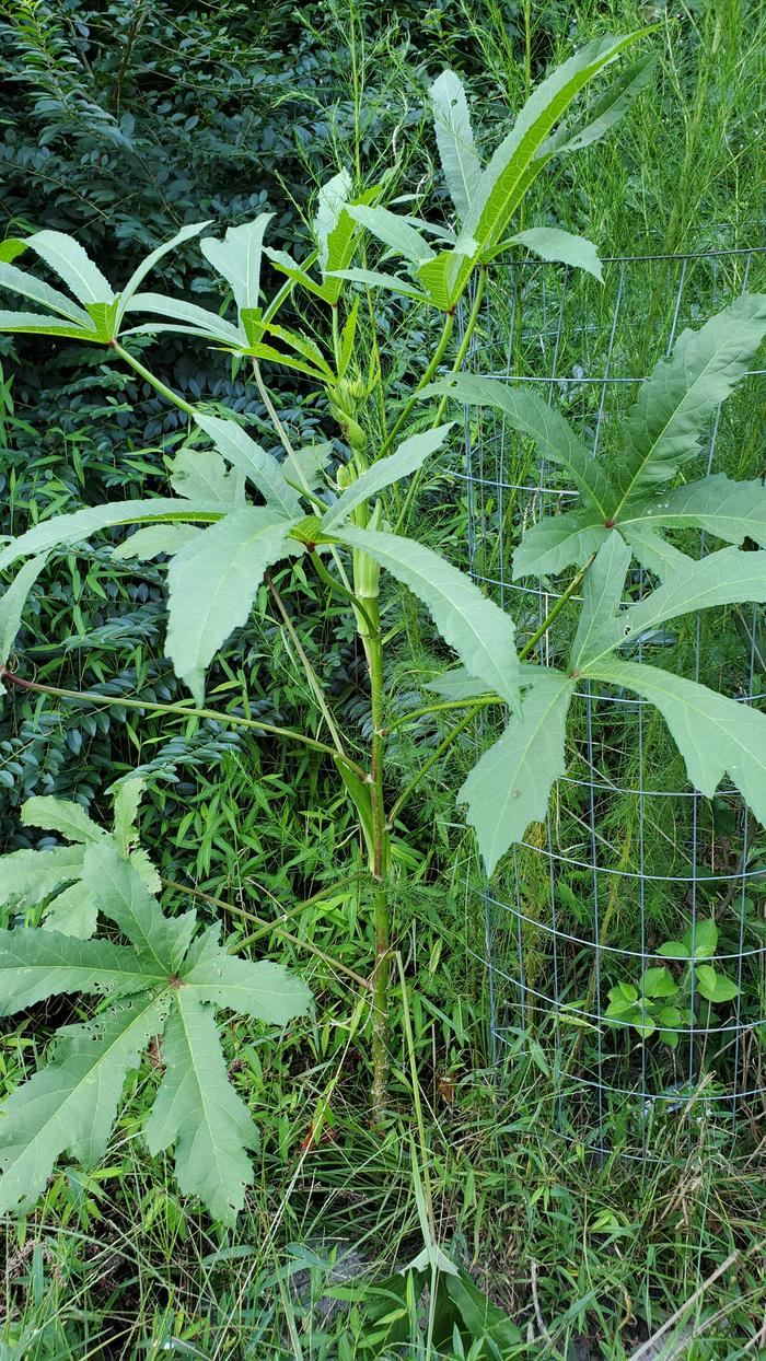 Okra leaves look so tropical