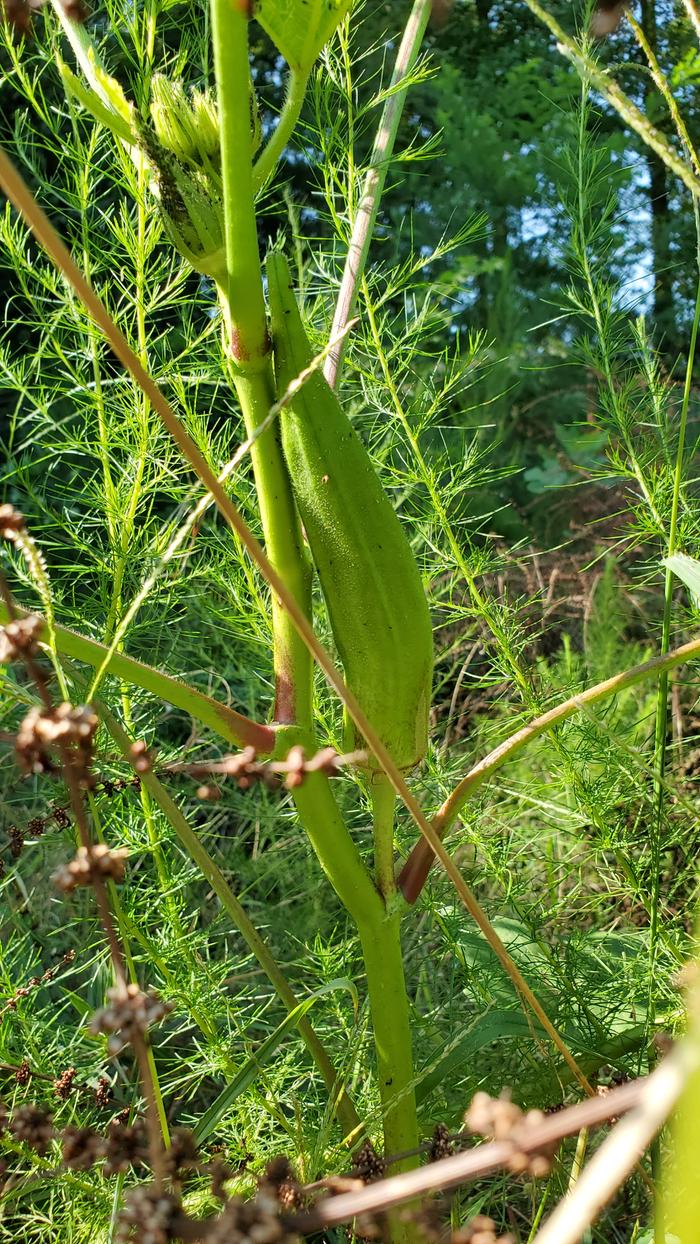 Okra pod