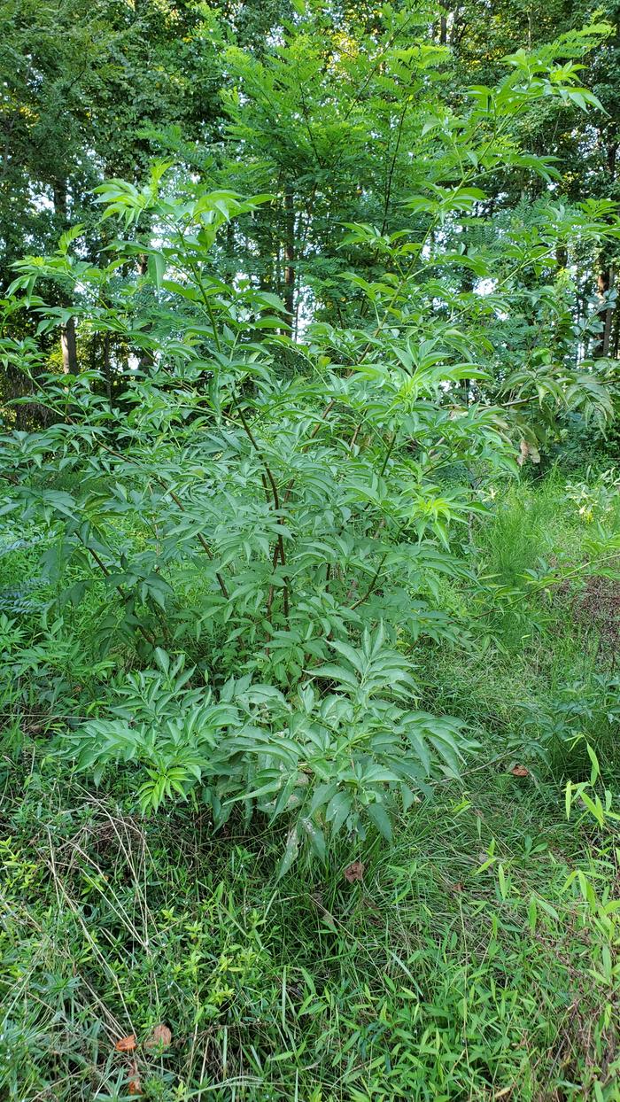 Two year old elderberry