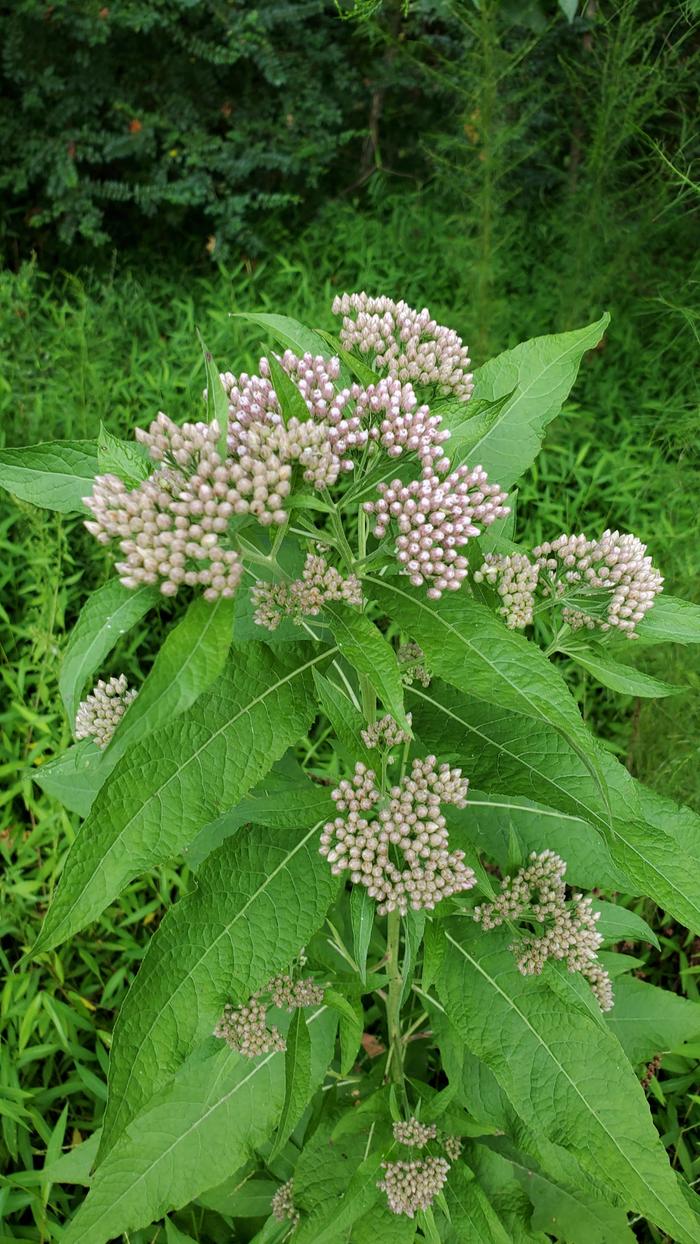 Pretty boneset, Eupatorium perfoliatum, plant