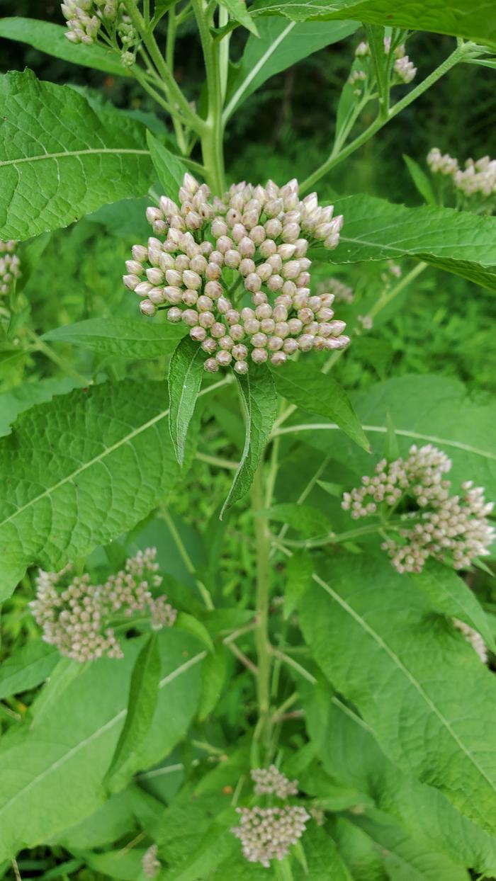 I really like these flower buds